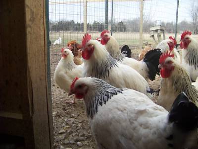 فروش مرغ محلی تخمگذار اصلاح نژاد شده